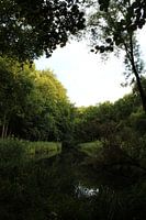 Amsterdam forest