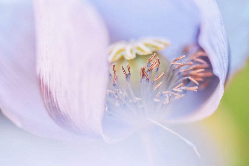 Roze klaproos van Esther van Dijk