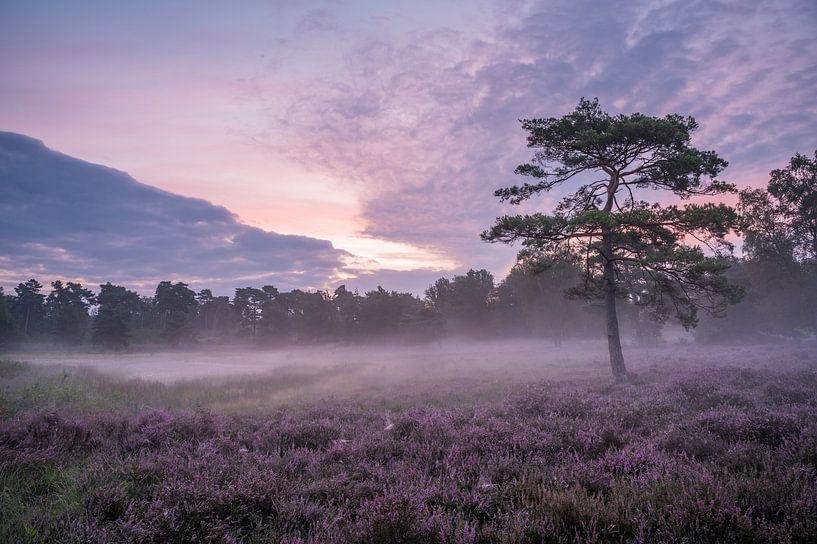 sunrise by e.a. hoogenboom
