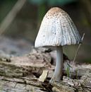 Mushroom by Ineke Klaassen thumbnail