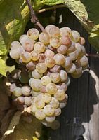 Rieslingtraube