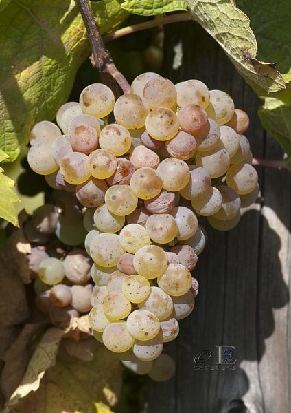 Rieslingtraube von Dieter Ettingshaus