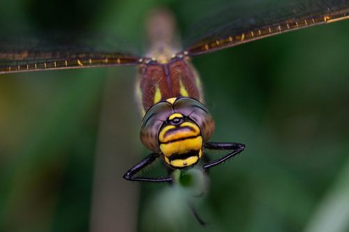 close up van een libelle