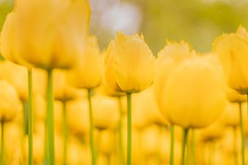 Yellow tulip mania Keukenhof by Andy Luberti