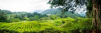 Tea Plantation Cameron Highlands by Ellis Peeters thumbnail