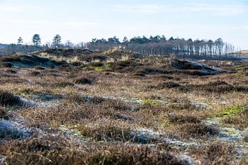 De Schoorlse duinen en het bos