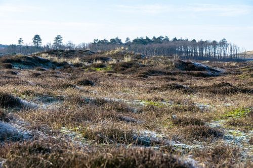 De Schoorlse duinen en het bos