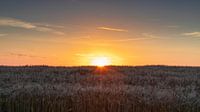 Sonnenuntergang über dem Maisfeld