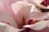 Magnolia von Marieke van Milligen Miniaturansicht