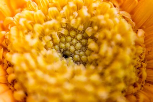 Gros plan sur les fleurs