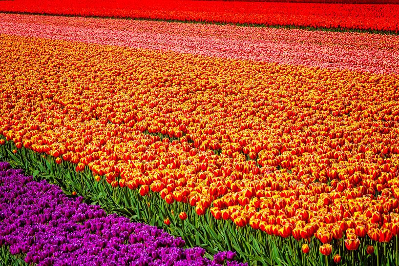 Regenboogkleuren van Anouschka Hendriks