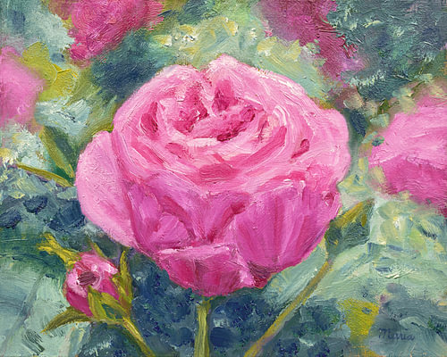 Rose rose sur Maria Meester
