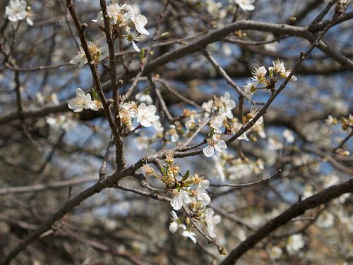 Witte bloesem tegen strak blauwe lucht (white blossom)