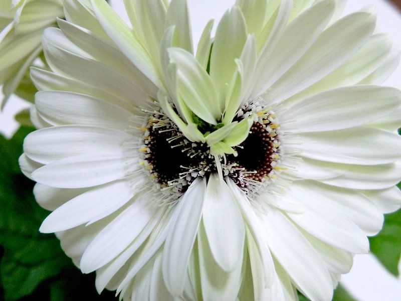 Angry Flower van Desiree Barents