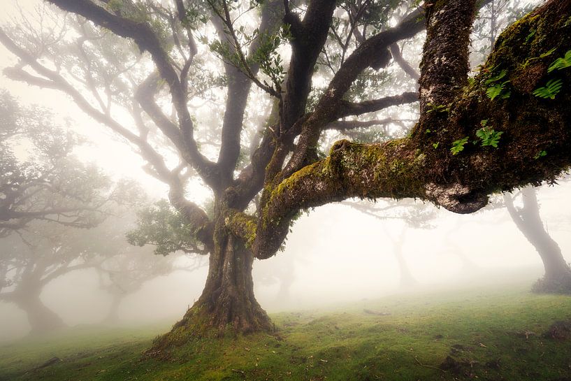 Ausgestreckter Arm von Loris Photography
