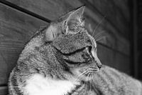 poes staart in het duister