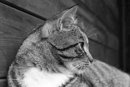 poes staart in het duister