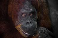 Kluge Gesichts-Orang-Utan aus nächster Nähe. Phlegmatischer, leicht ironischer Blick von Michael Semenov Miniaturansicht