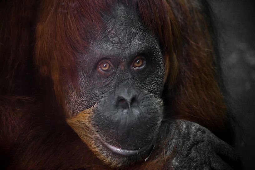 Kluge Gesichts-Orang-Utan aus nächster Nähe. Phlegmatischer, leicht ironischer Blick von Michael Semenov