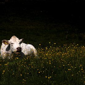 Kuh in den Blumen von Jolieke
