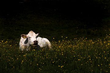 Koe in de bloemen van Jolieke