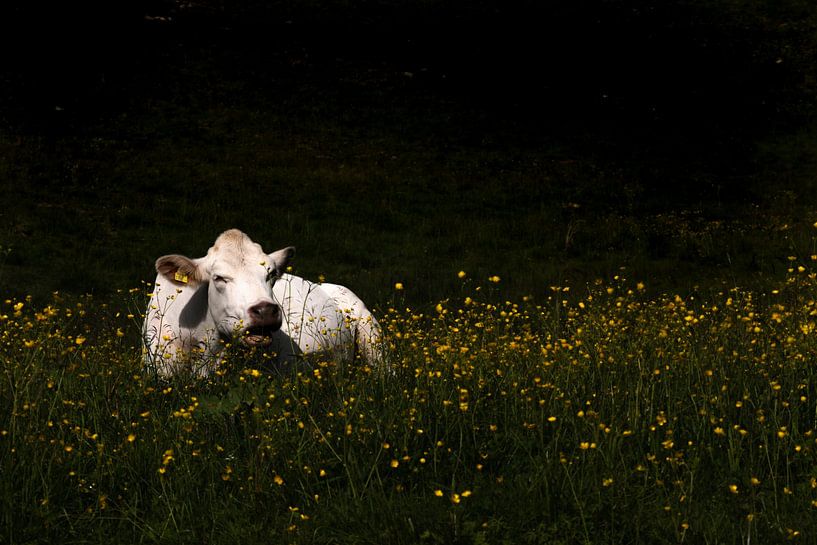 Cow in the flowers by Jolieke