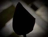 Hintergrundbeleuchtung Tulpe von Onno van Kuik Miniaturansicht