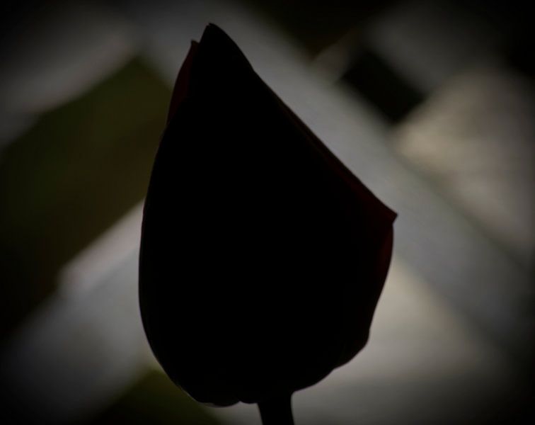 Hintergrundbeleuchtung Tulpe von Onno van Kuik