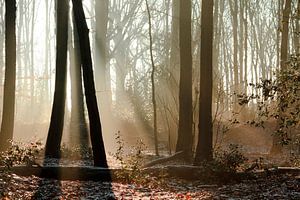 Winter im Wald in Bergen op Zoom