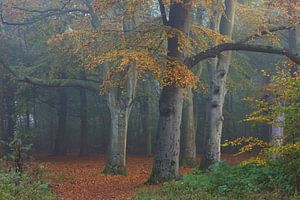 Beukenbos in de herfst sur Michel van Kooten