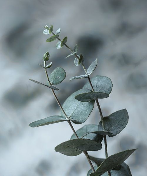 eucalyptus branches by Mariska Vereijken