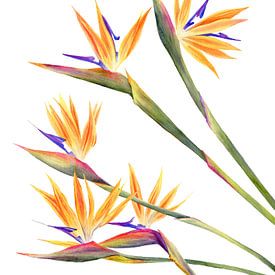 Cinq voix sur Kristin Tessen