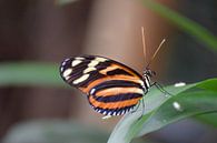 Macro beeld van een mooie kleurrijke vlinder van Kim de Been thumbnail