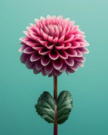 Dahlia in pink and green by Studio Allee
