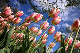 Tulpen, Nederland by Wilma Meurs