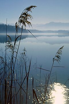 Seeufer - Osterseen - Bayern van Peter Bergmann