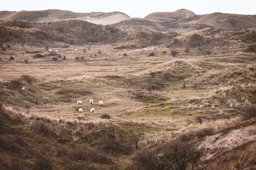 The Dutch Dune Landscape by Sharon de Groot