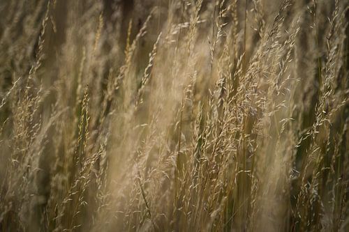 Close-up van tarwe in een tarweveld in Jena