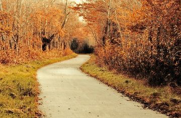 Waldweg im Herbst