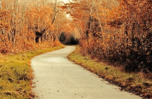 Bospad in de herfst
