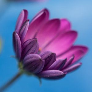 Blume (1)