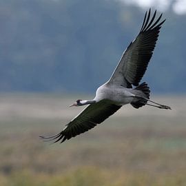Common Crane ( Grus grus ), in flight, spreading its wings wide open, soft light, wildlife, Europe.