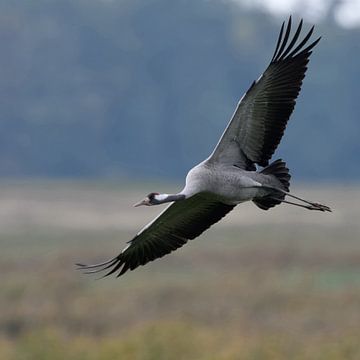 Kraanvogel / Graukranich ( Grus grus ) tijdens de vlucht, landingsaanloop met wijde open vleugels, w