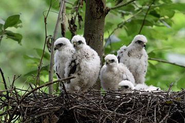 Sparrowhawks ( Accipiter nisus ), young chicks, sitting in their eyrie, hopeful watching, waiting fo