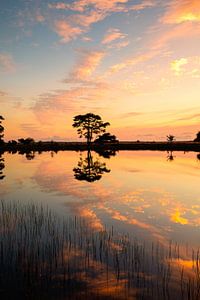 Heure dorée dans le Dwingelderveld avec réflexions