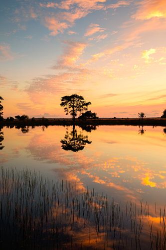 Golden hour in the Dwingelderveld with reflections