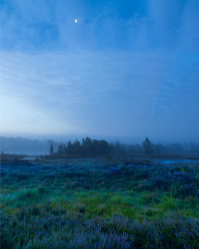 Foggy sunrise over the purple moors