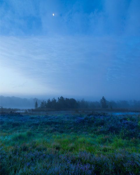 Foggy sunrise over the purple moors by Stephan Krabbendam
