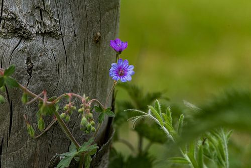geranium, ooievaarsbek op de Veluwe bij Lunteren