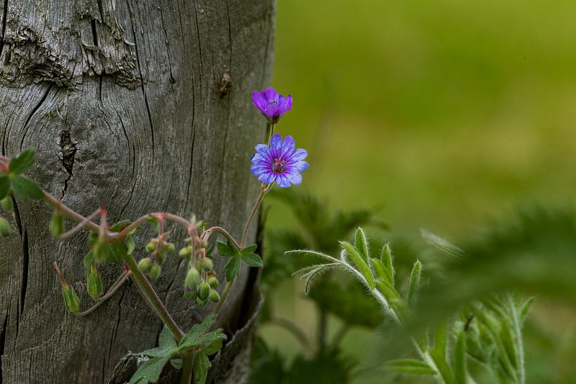 geranium, ooievaarsbek op de Veluwe bij Lunteren von Cilia Brandts